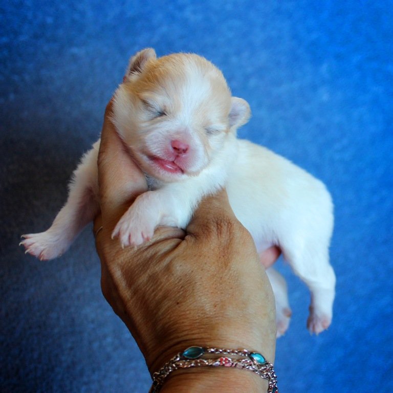 Filhote de chihuahua branco com creme pelo longo